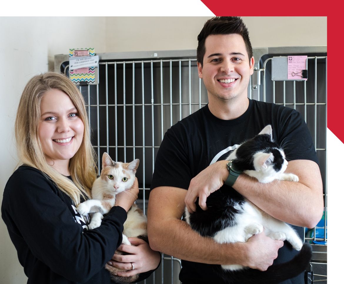 Northern team members with cats at animal shelter