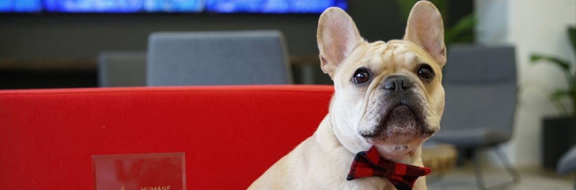 Dog named Kermit wearing red plaid bowtie