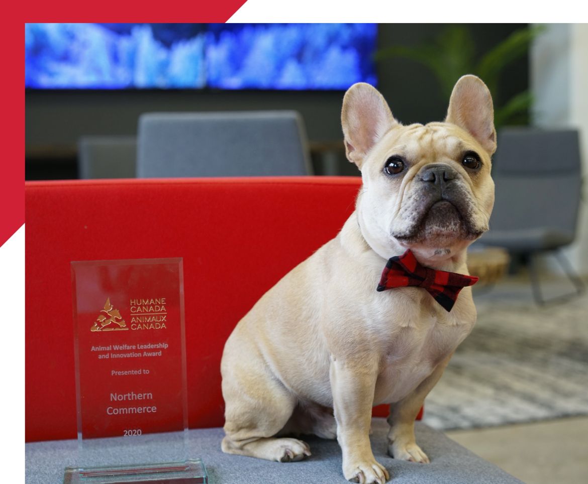 dog beside award