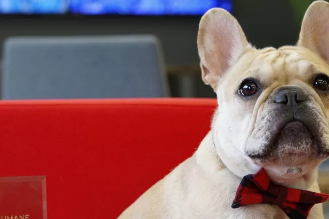 Dog named Kermit wearing red plaid bowtie