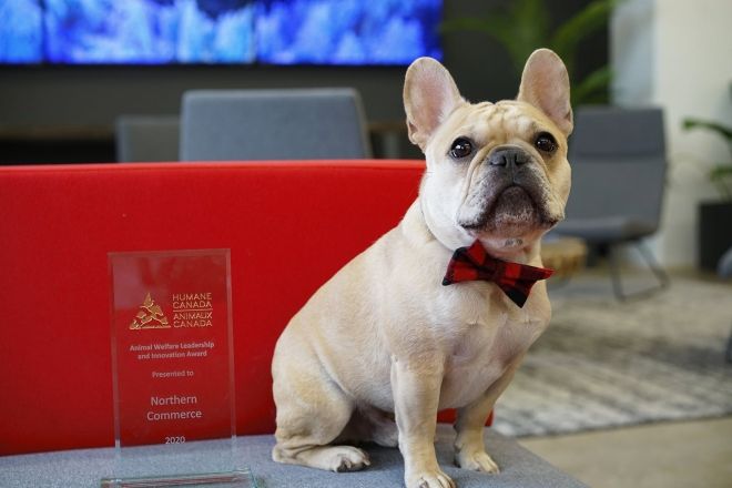 Dog with plaid bowtie beside award