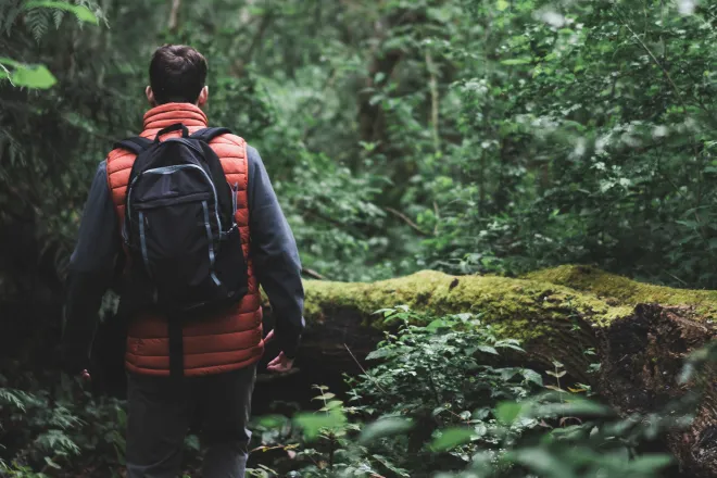 back view of a man walking on in the forest