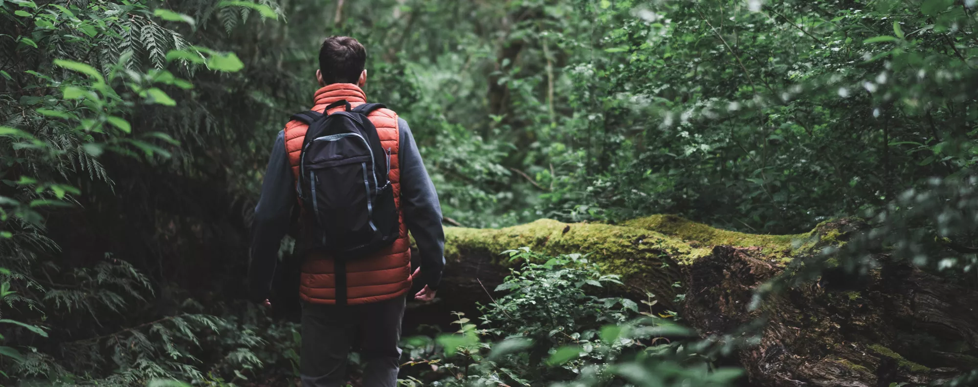 back view of a man walking on in the forest