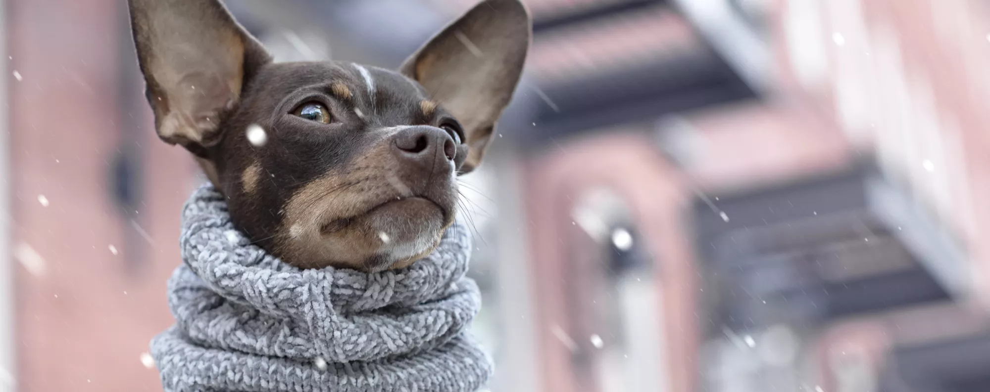 dog wearing a turtleneck sweater standing in front of a building