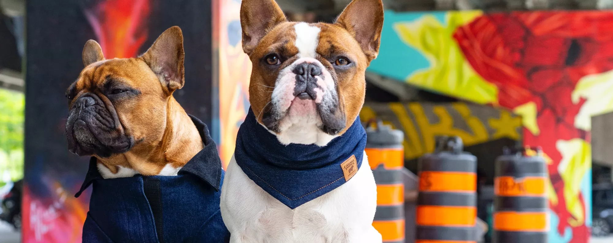 Dogs wearing clothing