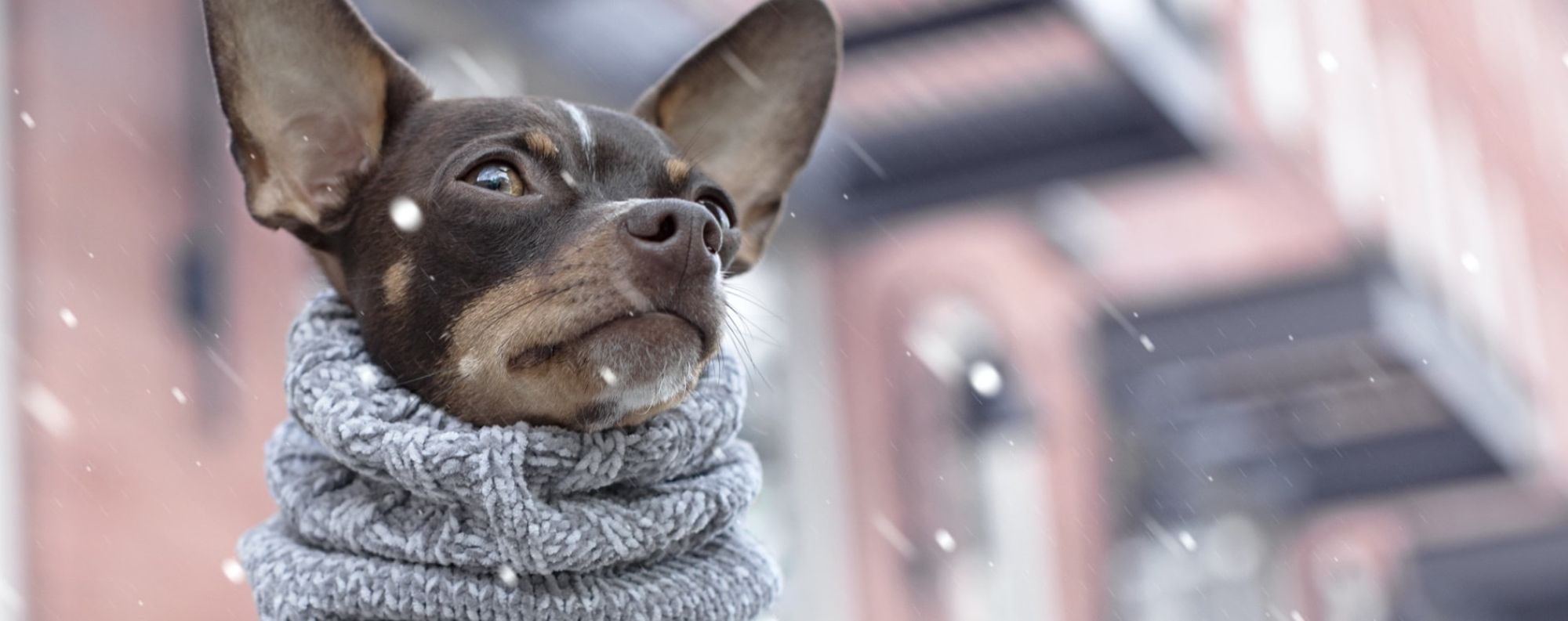 Canada Pooch Sniffs Up Black Friday and Cyber Monday Success