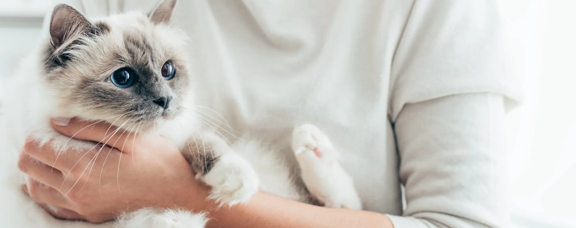 Veterinarian holding a cat