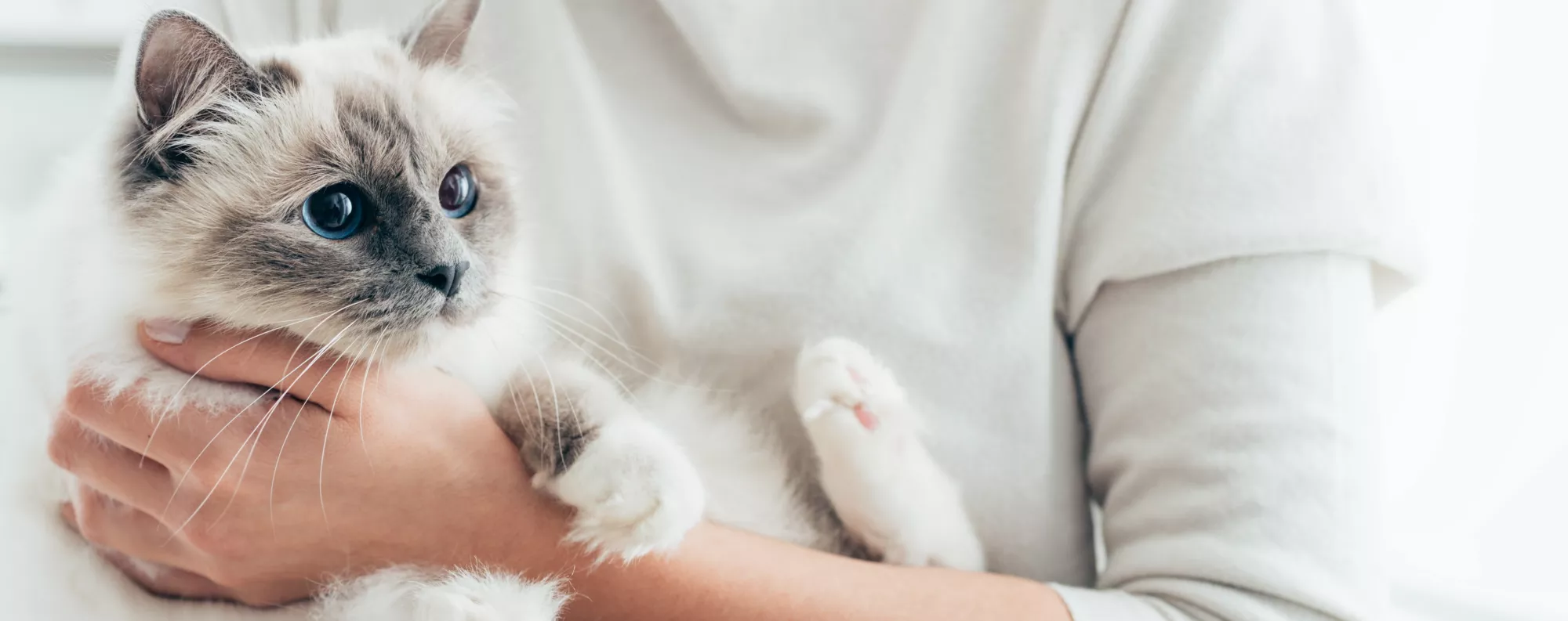 Veterinarian holding a cat