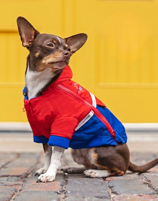 A dog wearing a coat sitting on the street infront of a yellow wall.