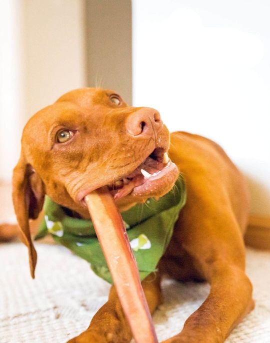 A brown dog chewing on a bone.