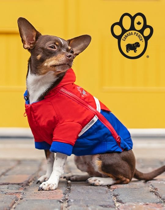 dog wearing a coat sitting on the street infront of a yellow wall