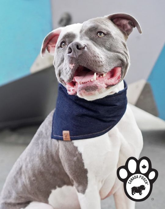 Dog wearing a bandana