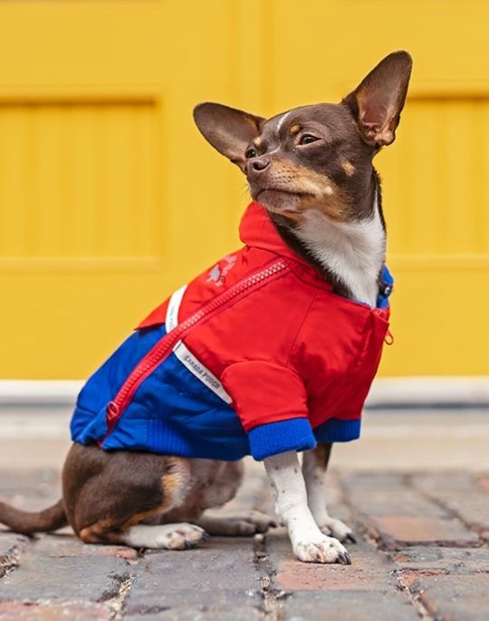 Small dog wearing Canada Pooch products.