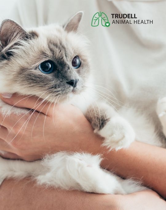 Veterinarian holding a cat with Trudell Animal Health logo in top corner